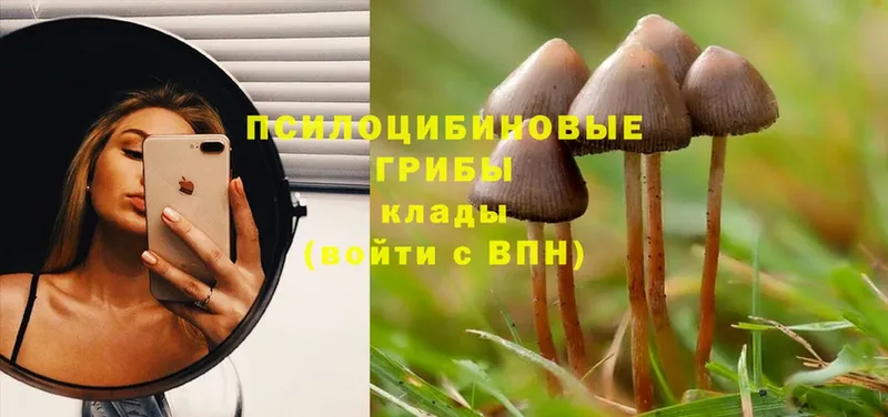 Галлюциногенные грибы Psilocybine cubensis  наркотики  Ужур 